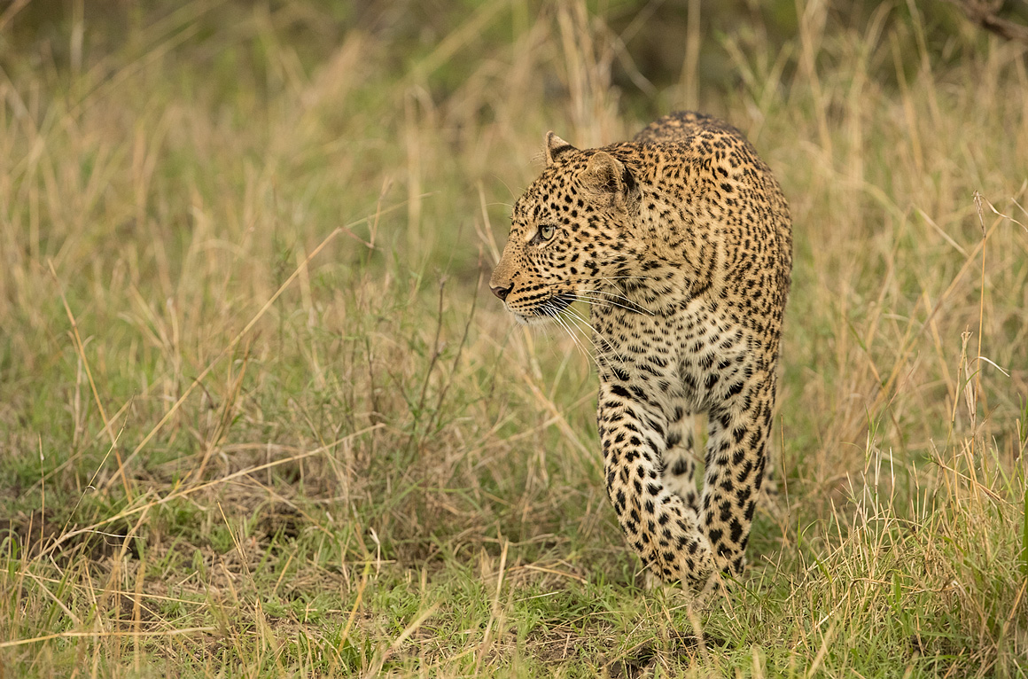 Leopard auf der Jagd
