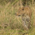 Leopard auf der Jagd