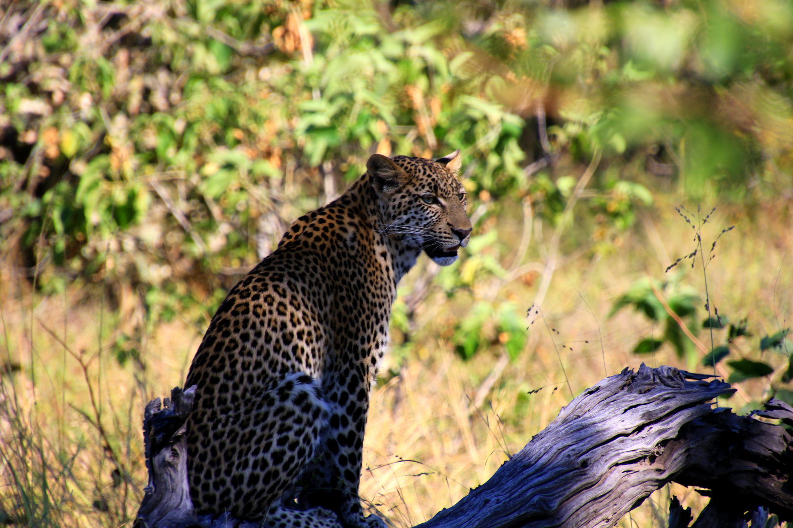 Leopard auf der Lauer