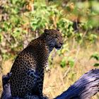 Leopard auf der Lauer