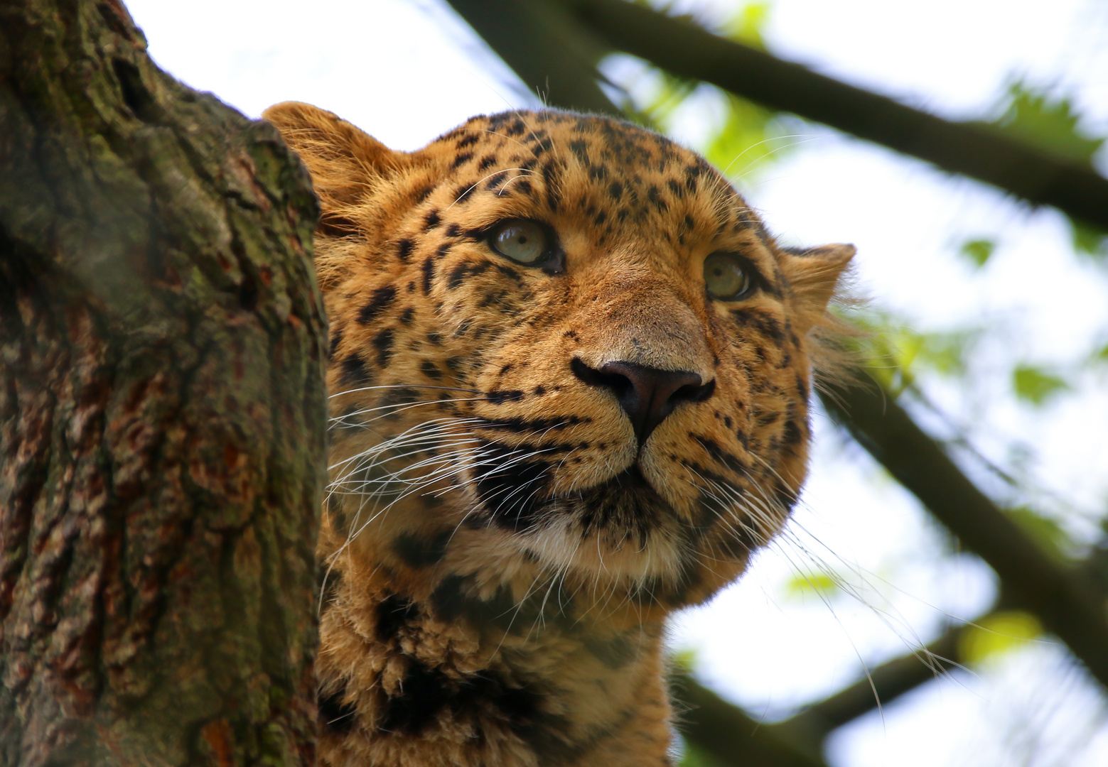 Leopard auf der Lauer