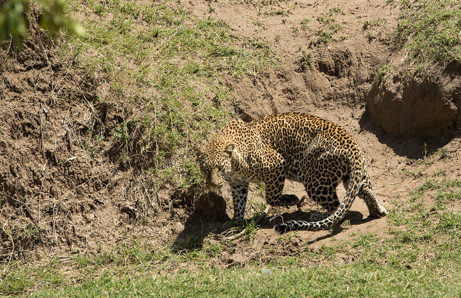 Leopard auf der lauer 2