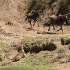 Leopard auf der lauer