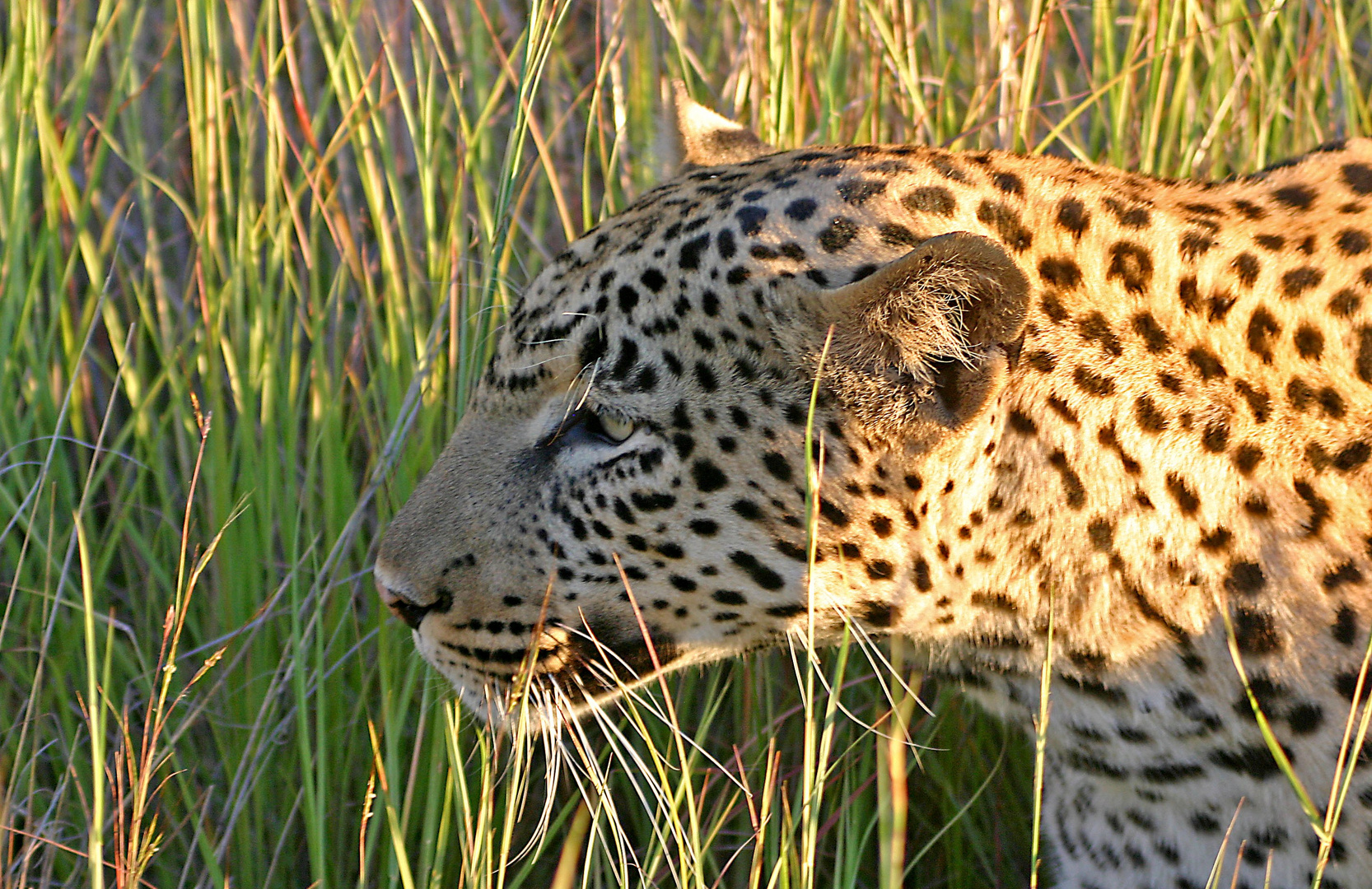 Leopard auf der Lauer