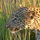 Leopard auf der Lauer