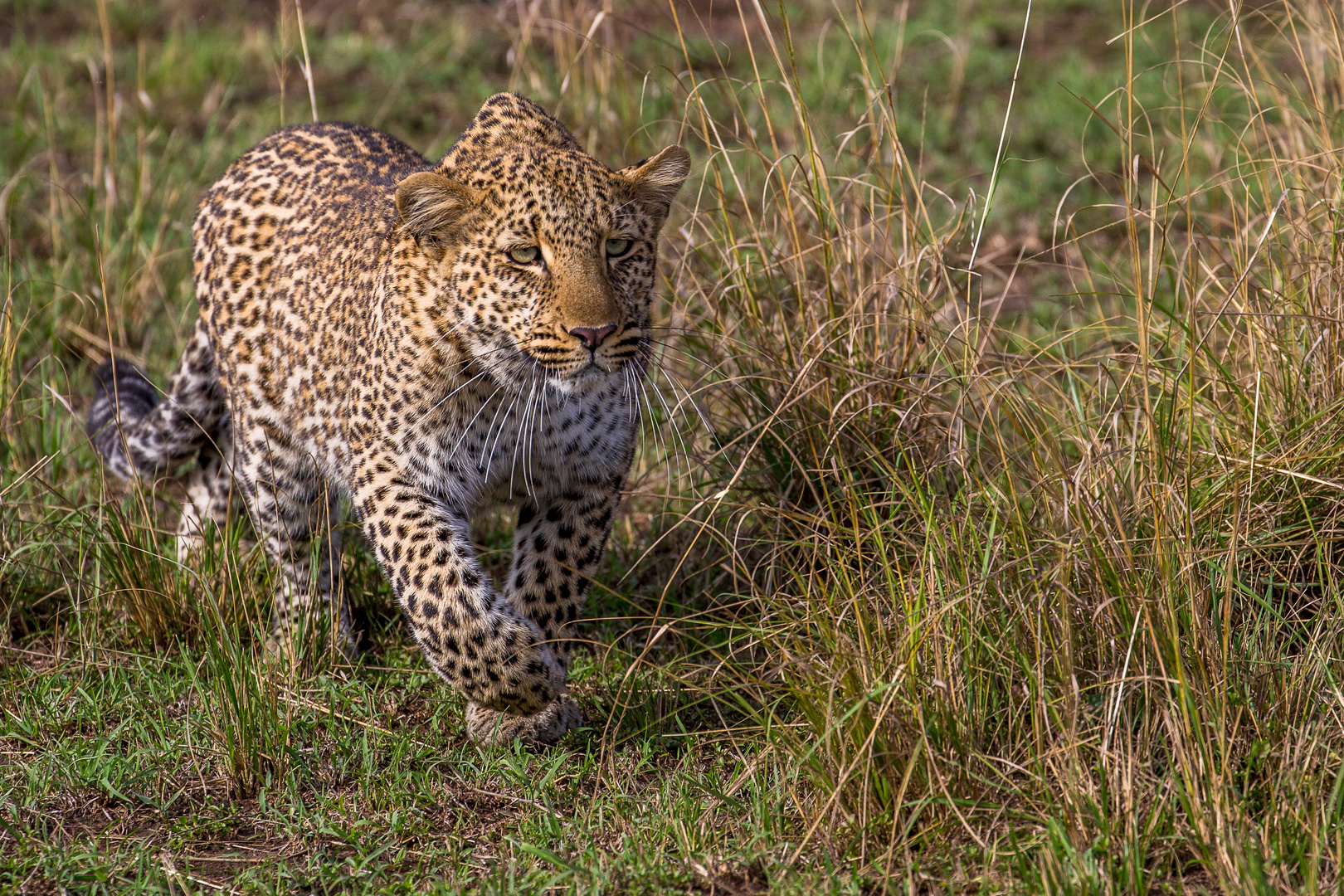 Leopard auf der Pirsch