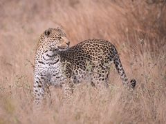 Leopard auf der Pirsch