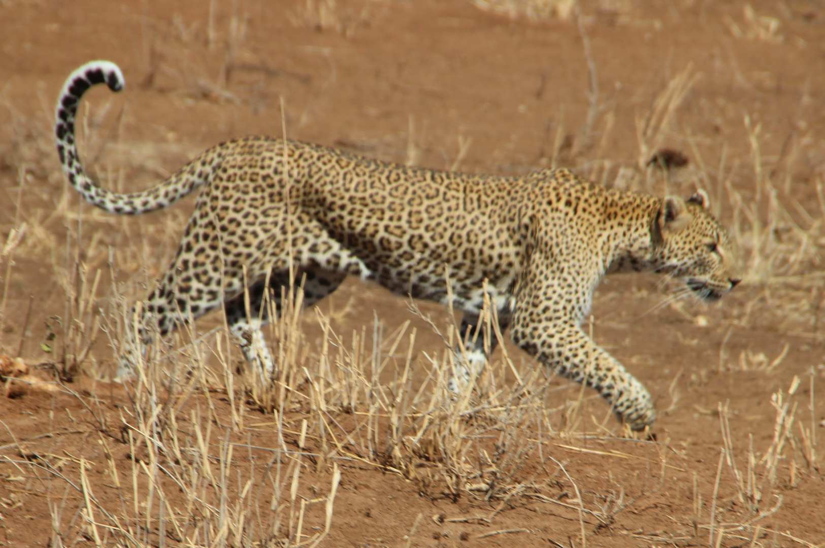 Leopard auf der Pirsch