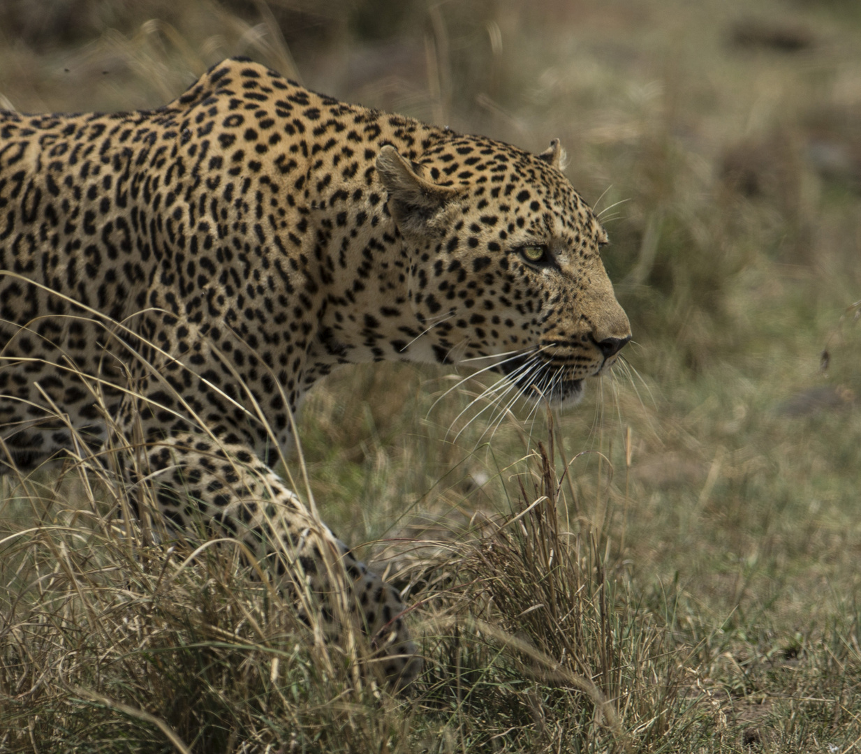 Leopard auf der Pirsch