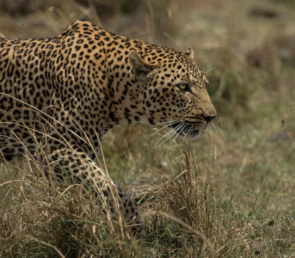 Leopard auf der Pirsch