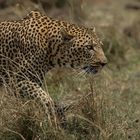 Leopard auf der Pirsch