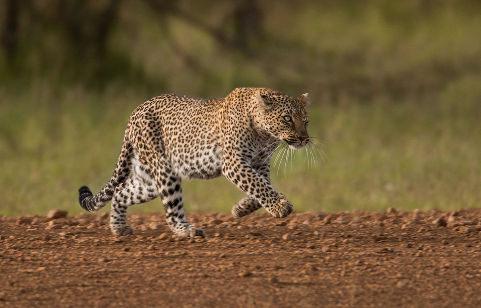 Leopard auf der Pirsch