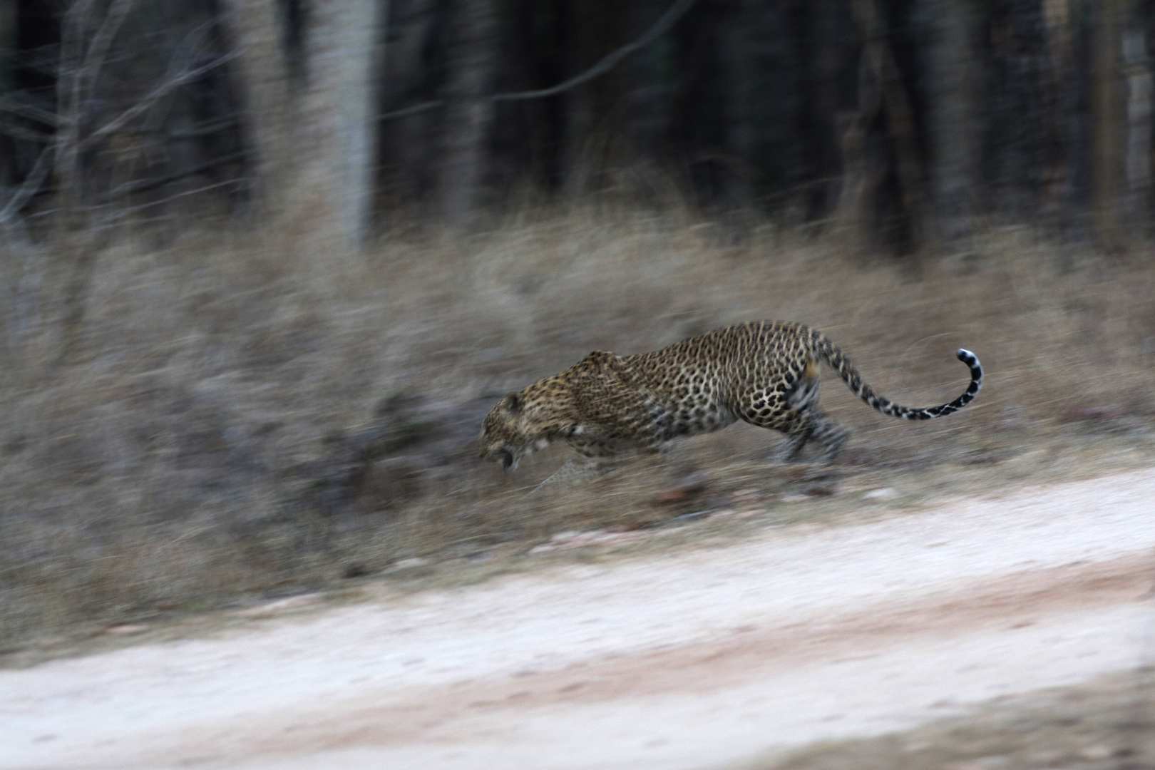 Leopard auf der Pirsch