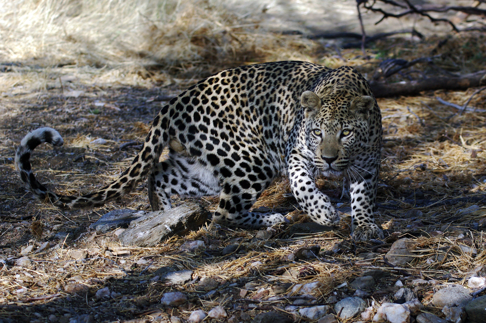 Leopard auf der Pirsch