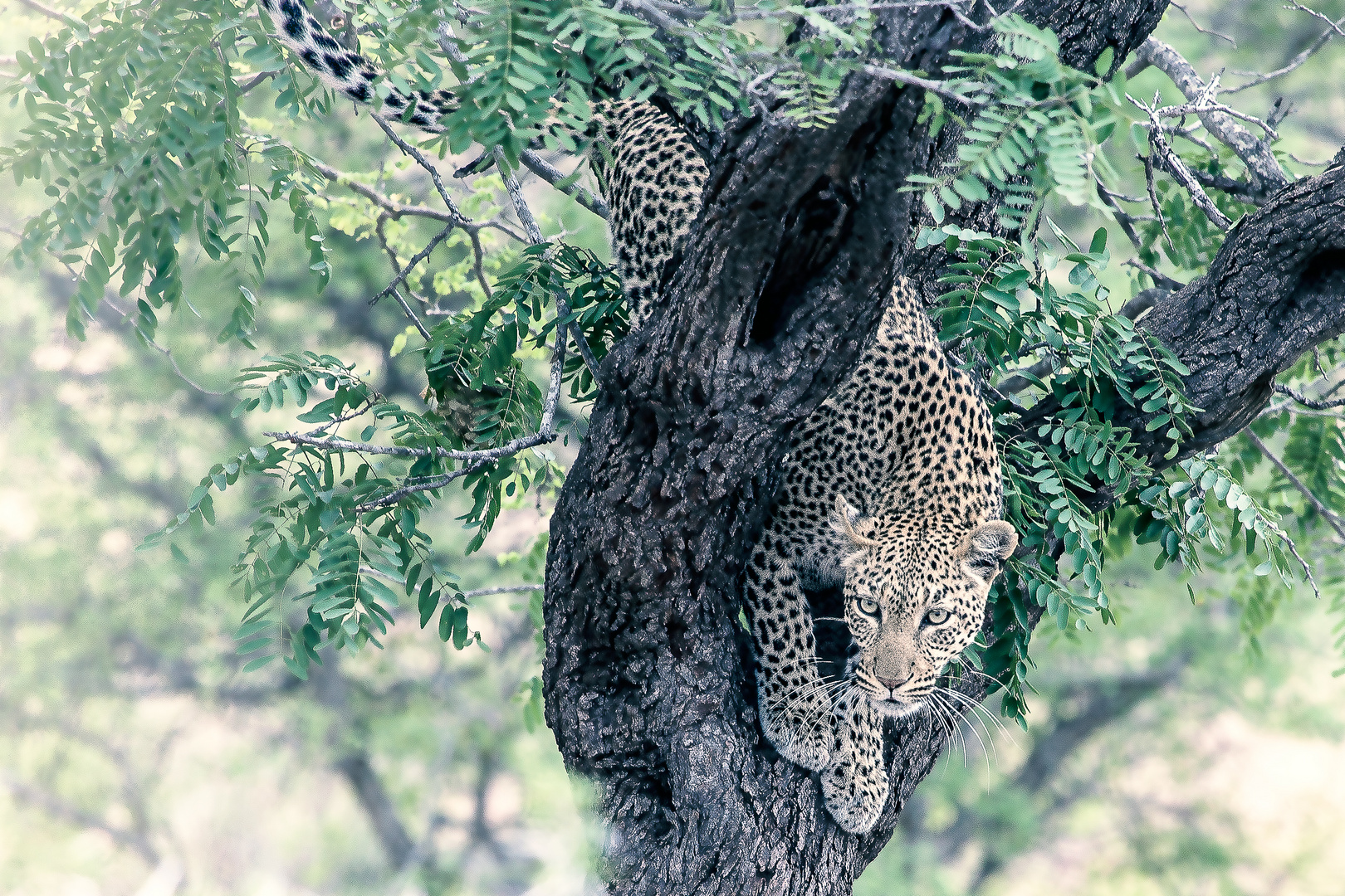 Leopard auf der Pirsch