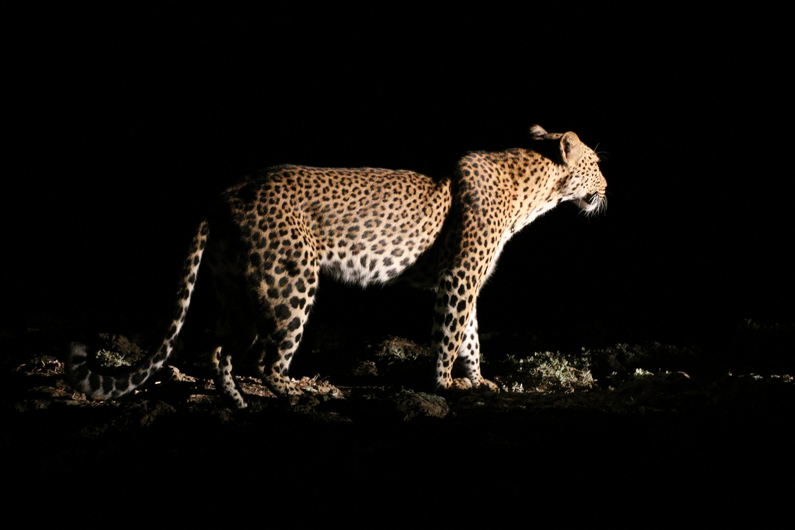 Leopard auf der Pirsch in der Nacht.