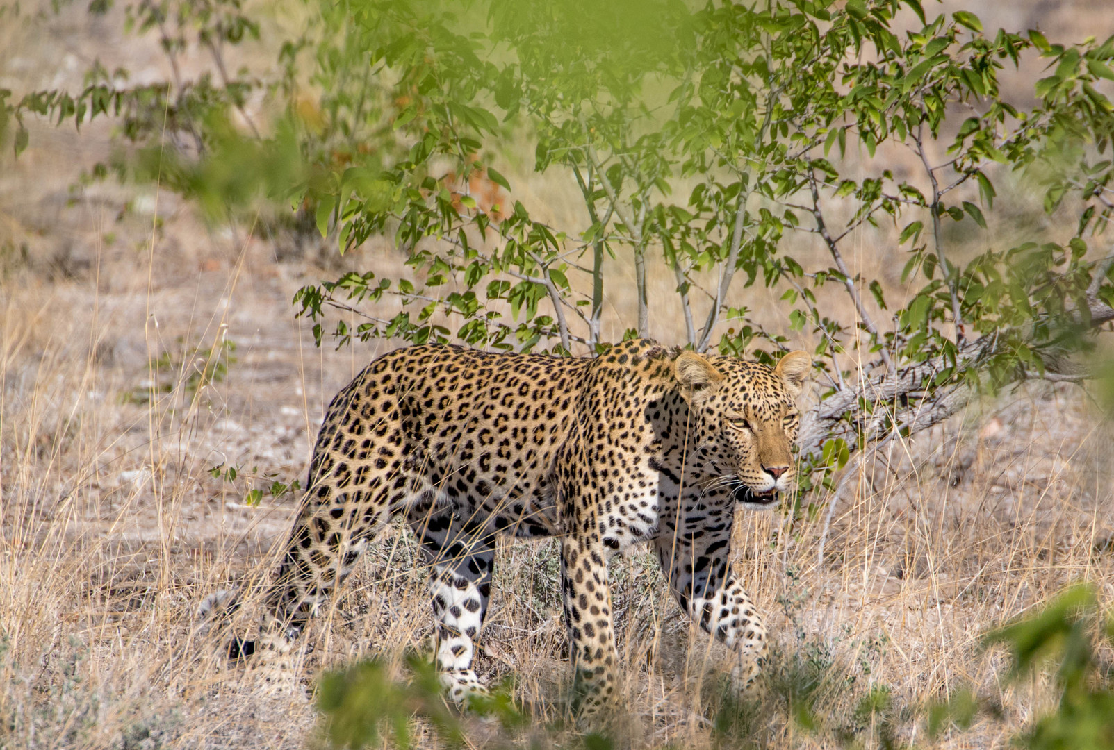 Leopard auf der Pirsch in Namibia