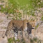 Leopard auf der Pirsch in Namibia