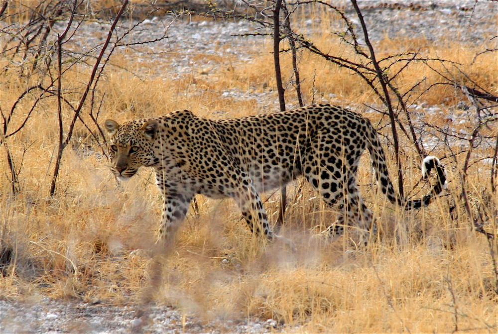 Leopard auf der Suche