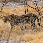 Leopard auf der Suche