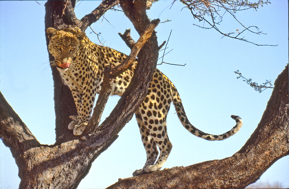 Leopard auf Düsternbrook