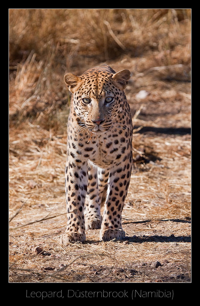 Leopard auf Düsternbrook