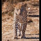 Leopard auf Düsternbrook