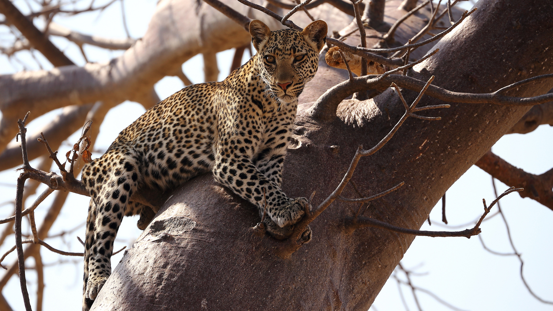 Leopard auf einem Baobab