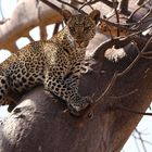 Leopard auf einem Baobab