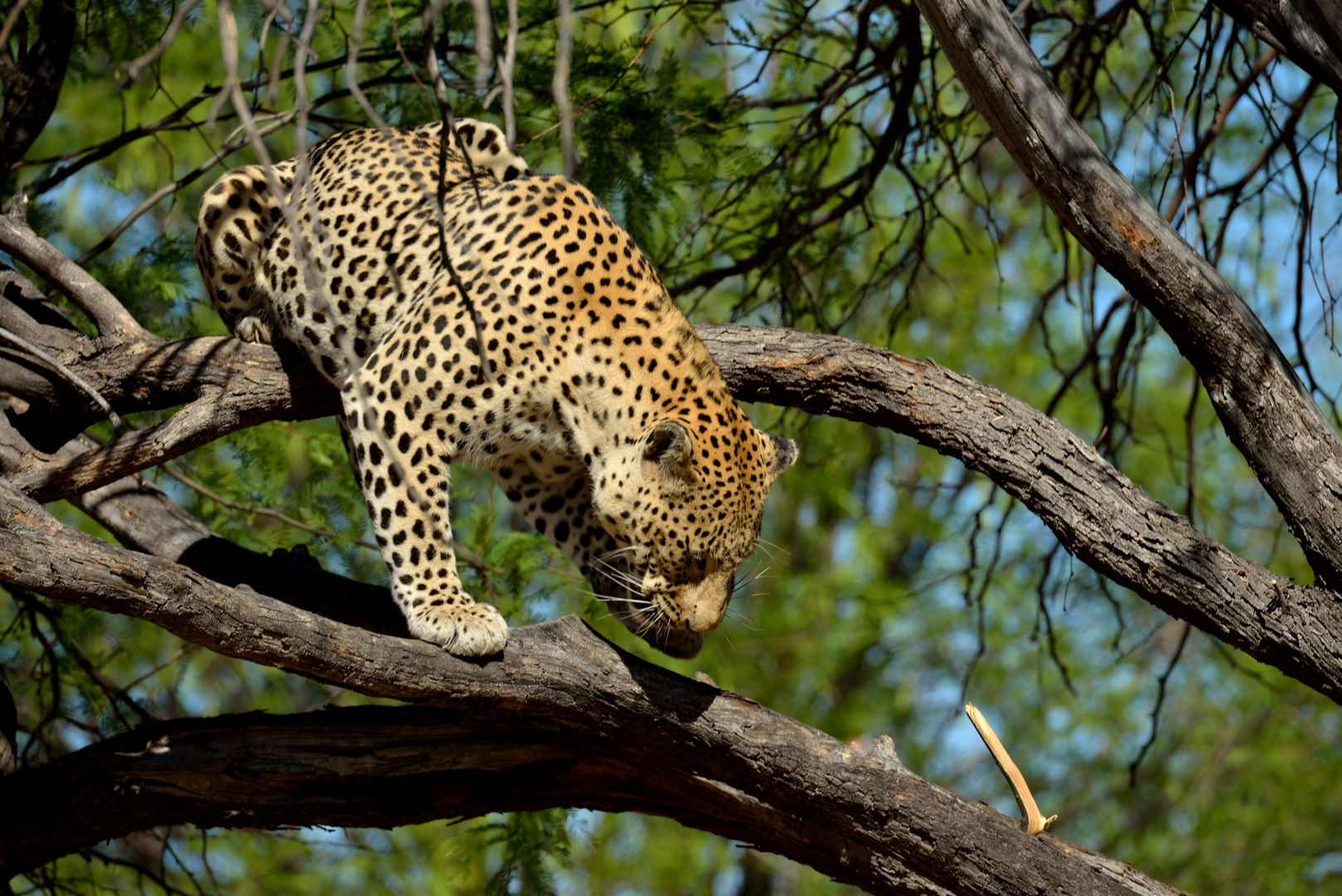 Leopard auf einem Baum 01