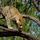 Leopard auf einem Baum 01