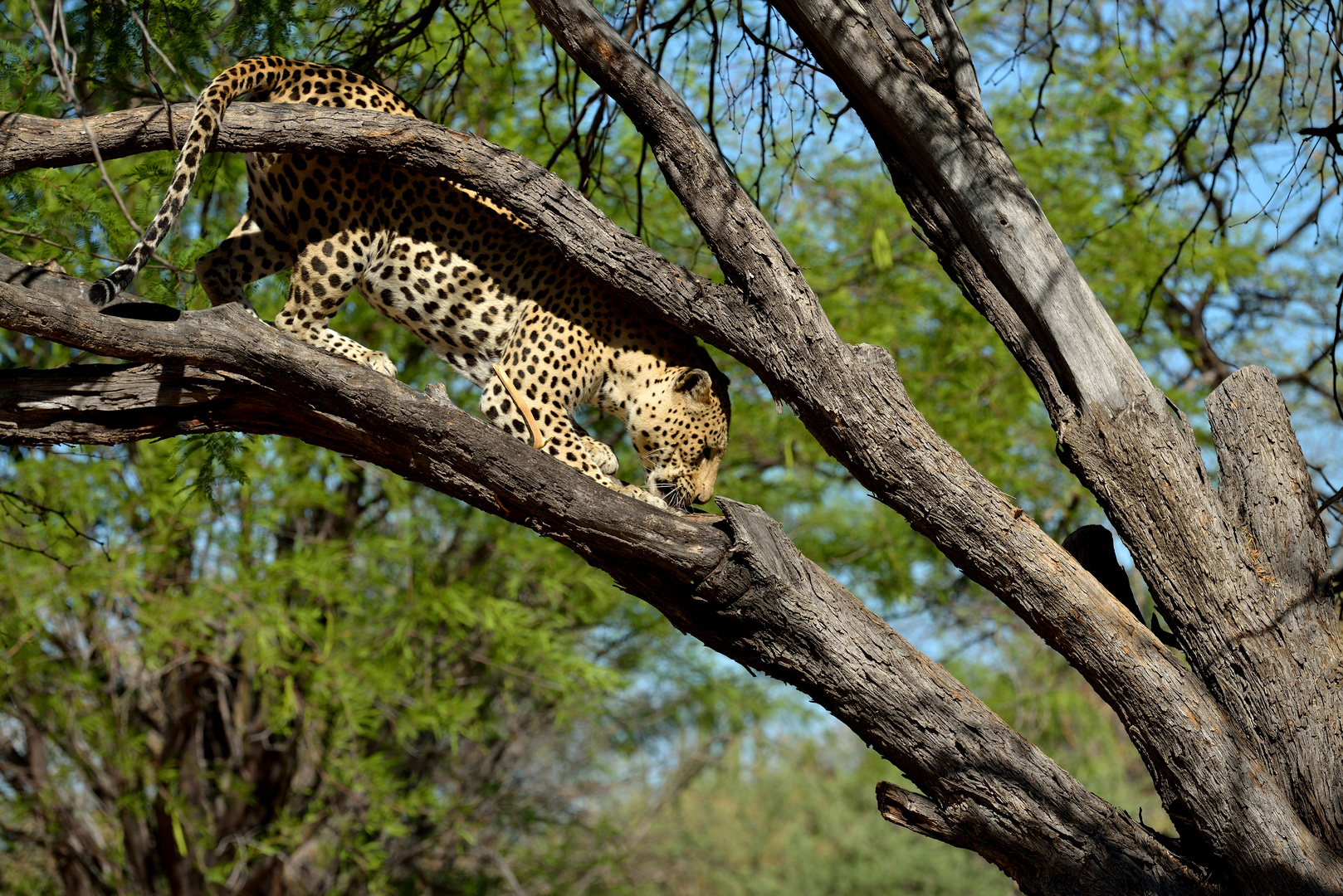 Leopard auf einem Baum 02