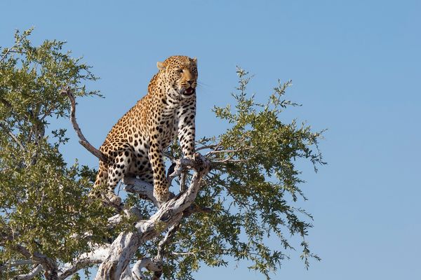 Leopard auf einem Baum