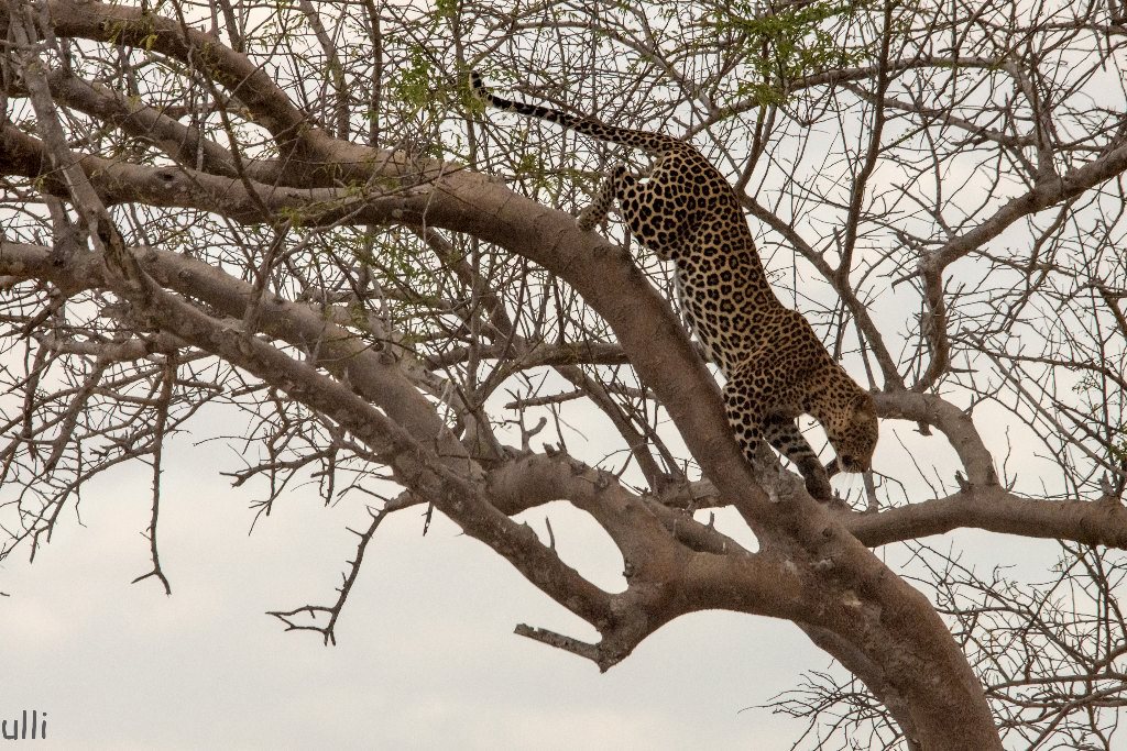 Leopard auf einem Baum