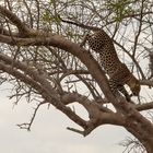 Leopard auf einem Baum