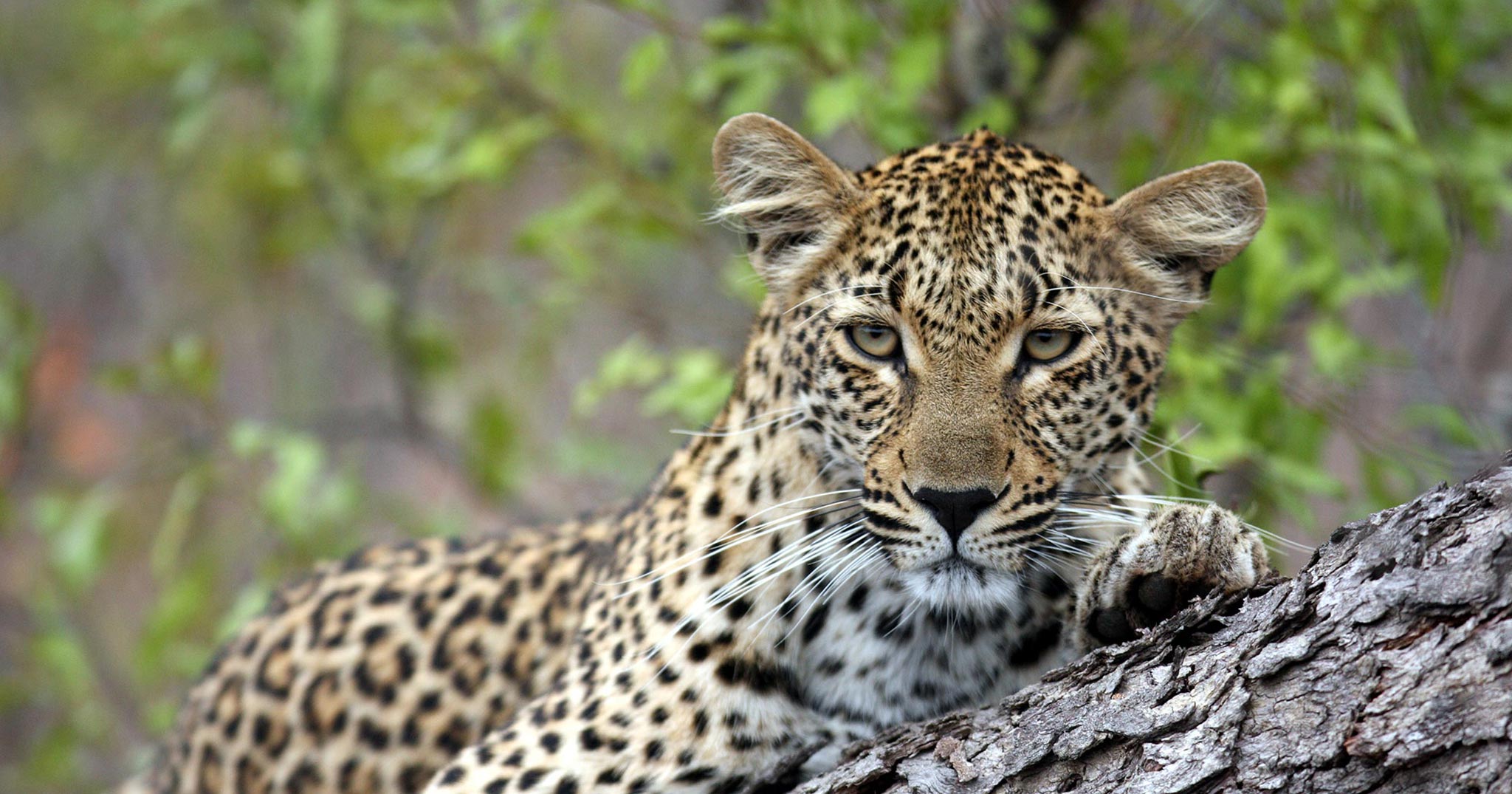 Leopard auf einem Baum