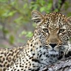 Leopard auf einem Baum