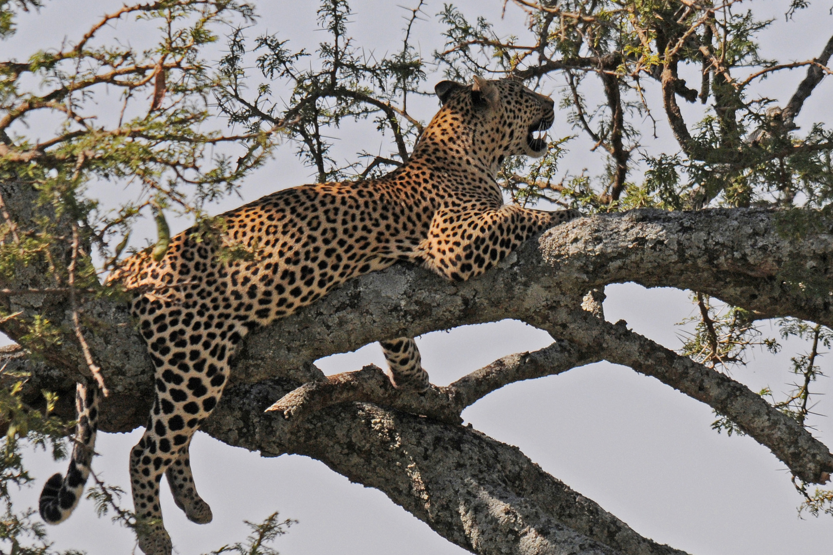 Leopard auf einem Baum in der Serengeti