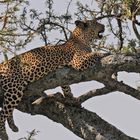 Leopard auf einem Baum in der Serengeti