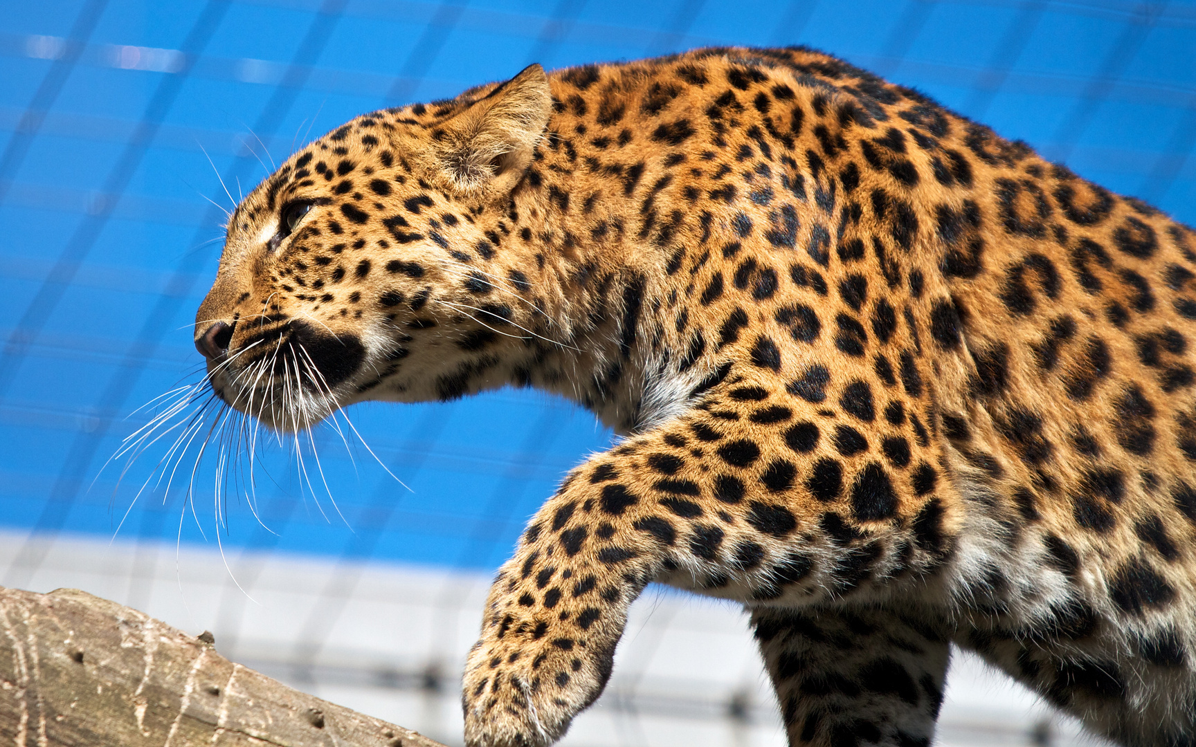 Leopard auf einem Stamm