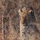 Leopard auf Freiersfüßen