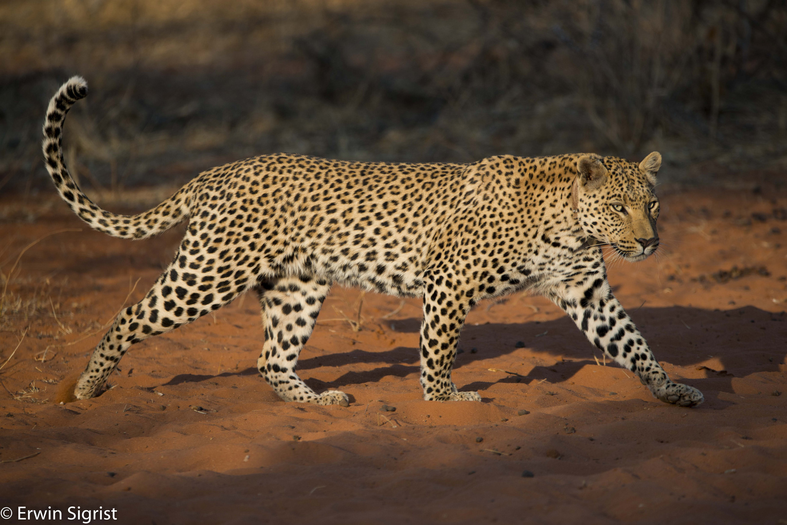 Leopard auf Futtersuche