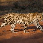Leopard auf Futtersuche