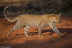 Leopard auf Futtersuche