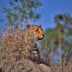 Leopard auf Jagd