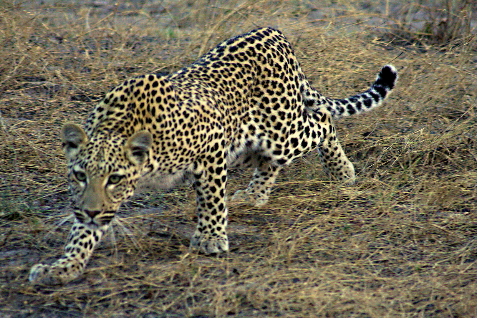 Leopard auf Jagd