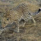 Leopard auf Jagd