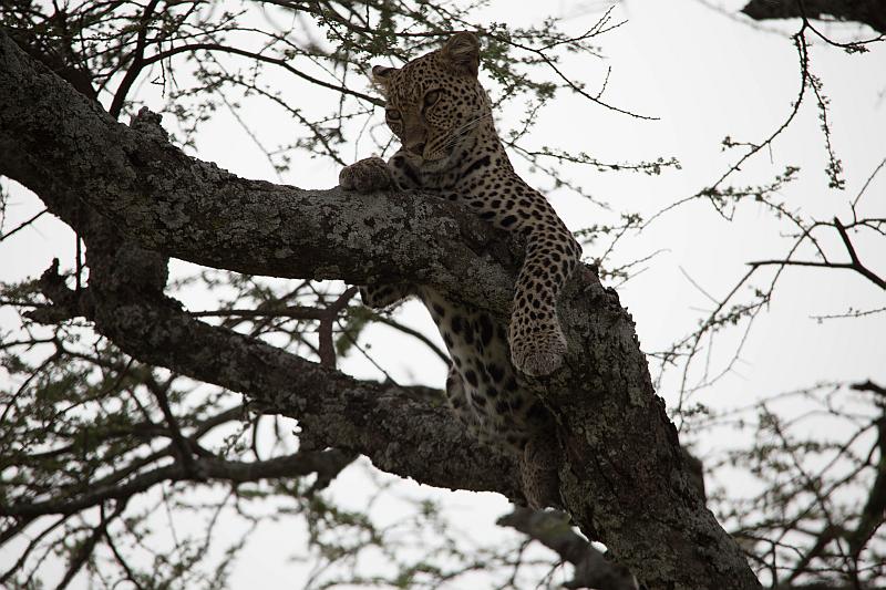 Leopard auf "Leberwurstbaum"