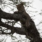 Leopard auf "Leberwurstbaum"