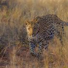 Leopard auf Mission